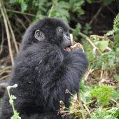  Juvenile Gorilla (Congo)